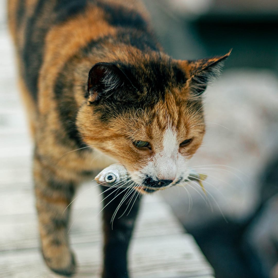 Brown and Black Cat Walking with Fish on its Mouth