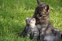 cat, motherly love, mother cat with kitten