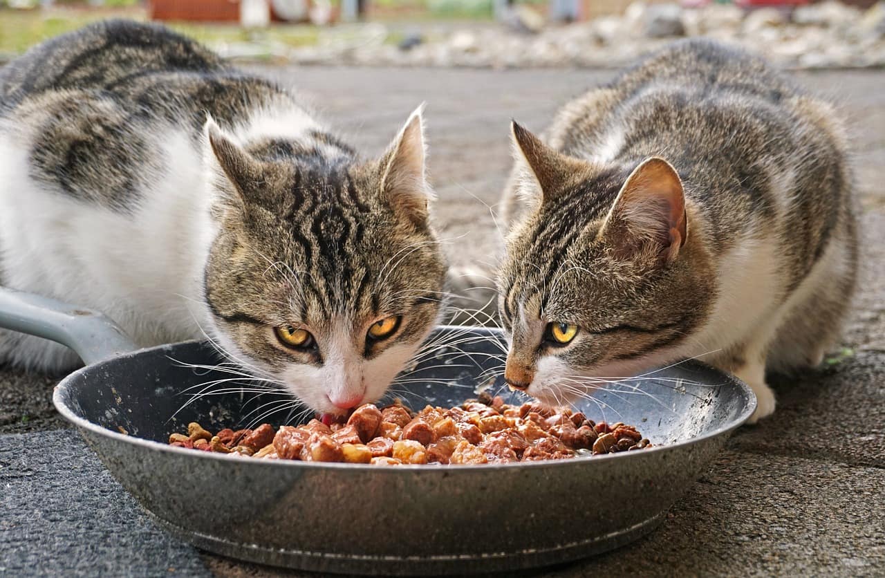 cats, eating, food