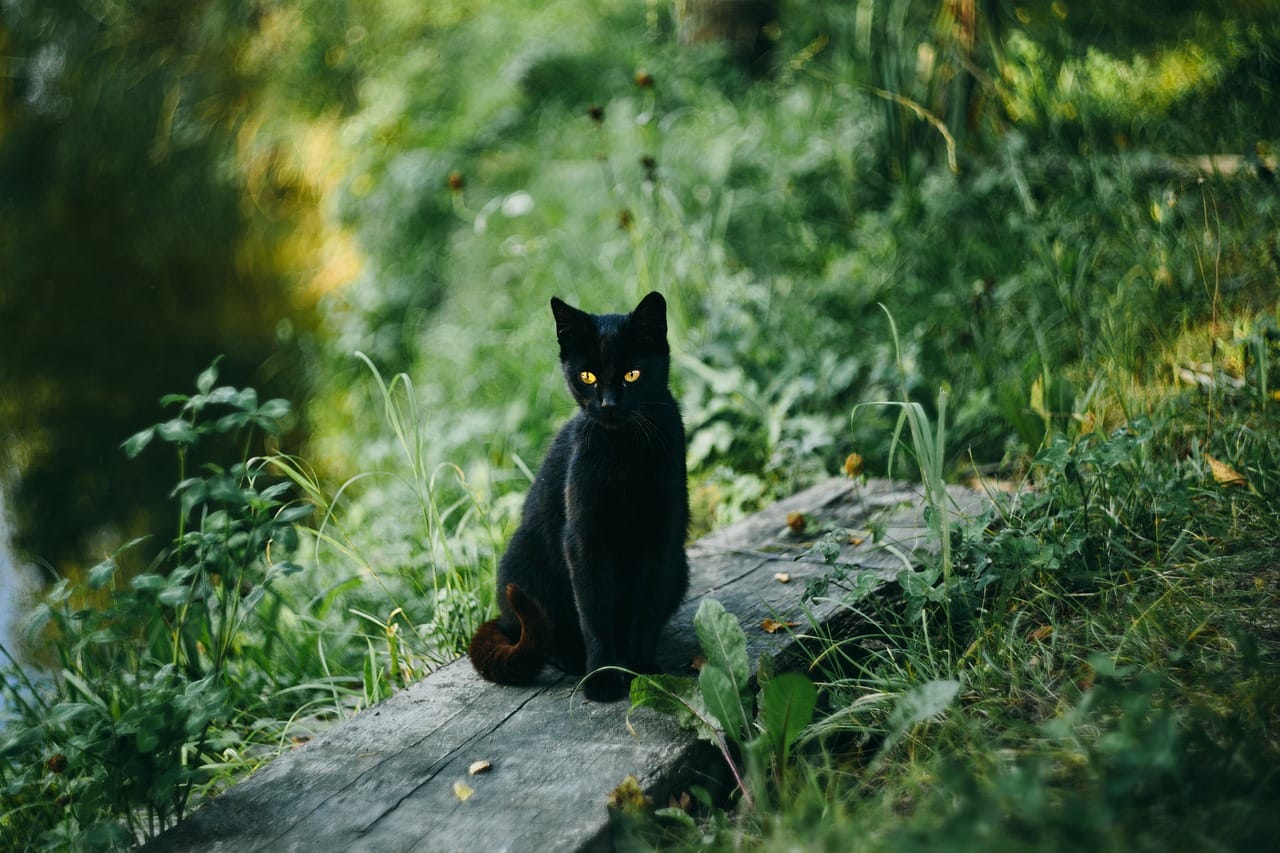 cat, black cat, outdoors