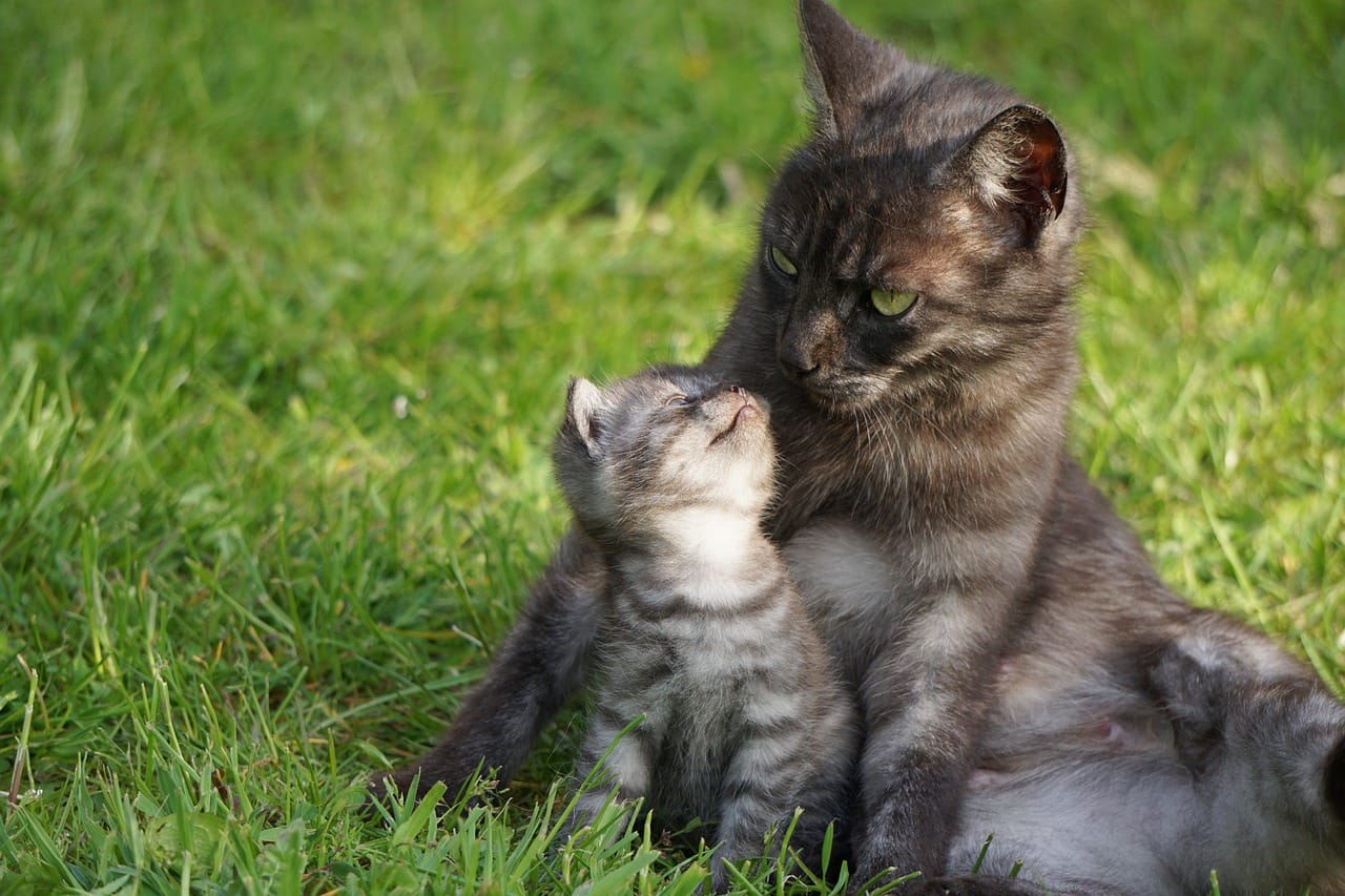 cat, animal, motherly love