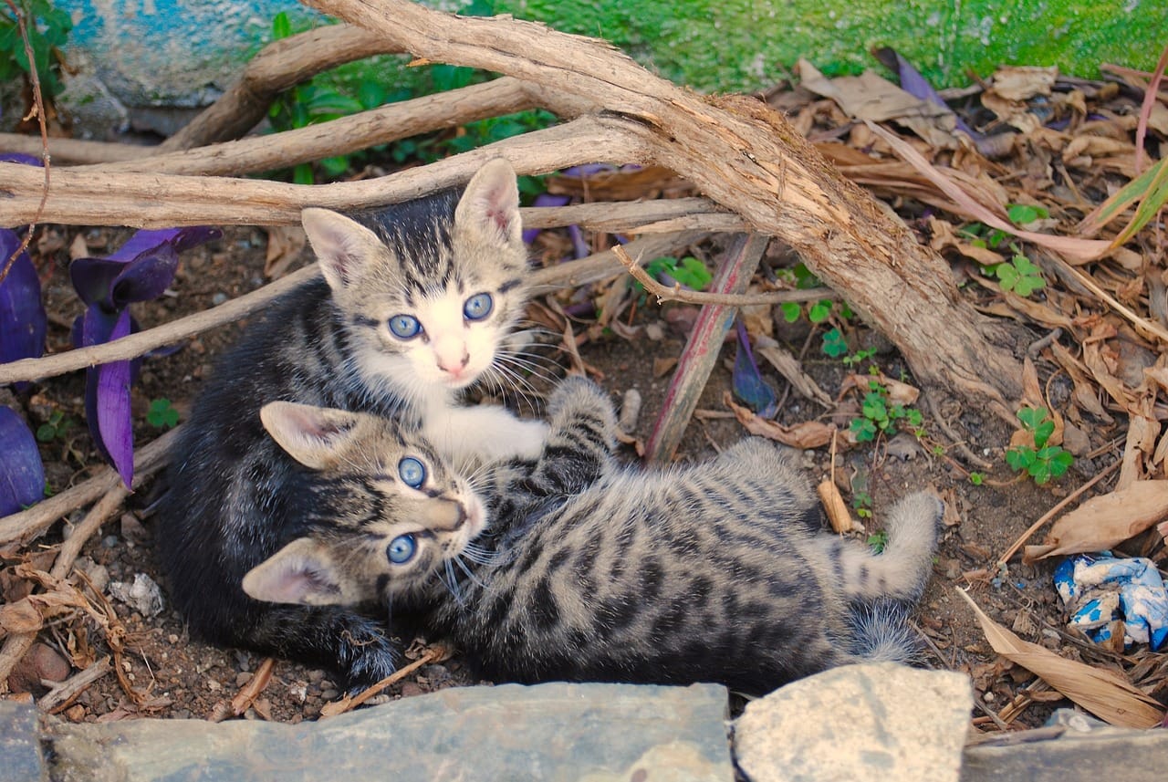 kittens, feral, wild