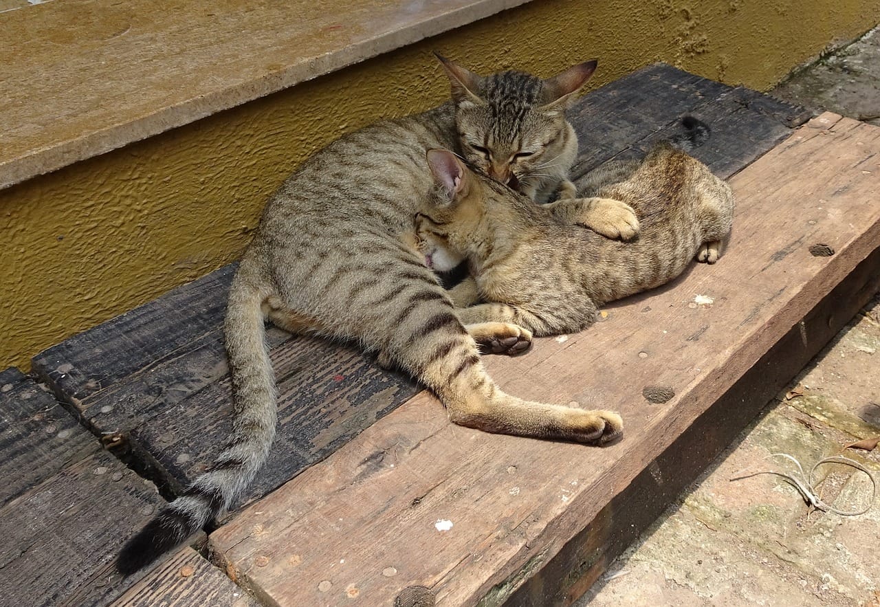 bengal cat, kitten, suckling