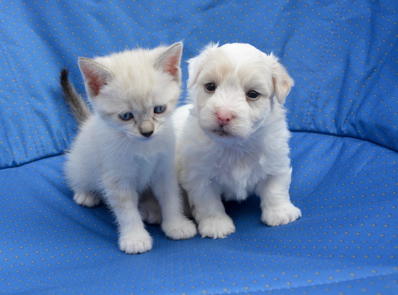 puppy, kitten, dog cat