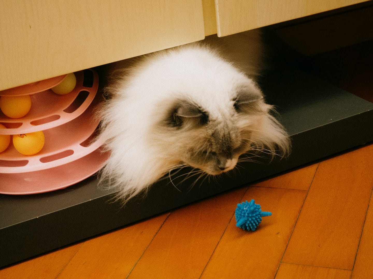 a fluffy white cat hiding under a cabinet
