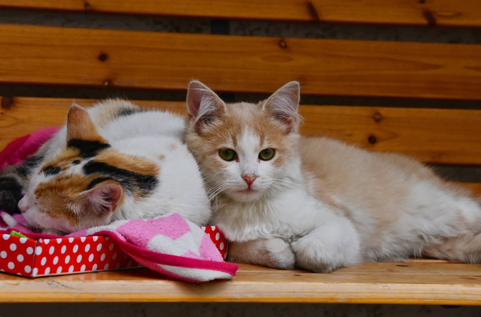 Two Cats on wooden bench