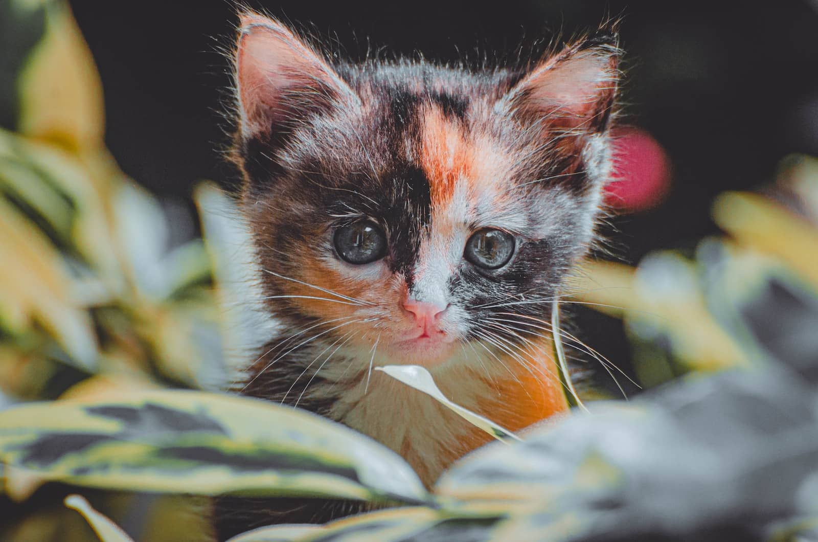 a small kitten sitting in the middle of a plant