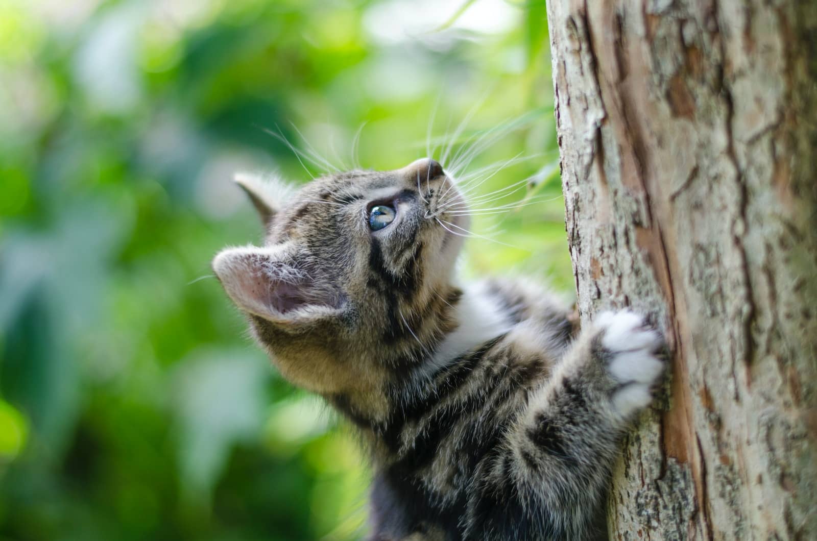 selective focus photography of gray tabby kitten climbing a tree