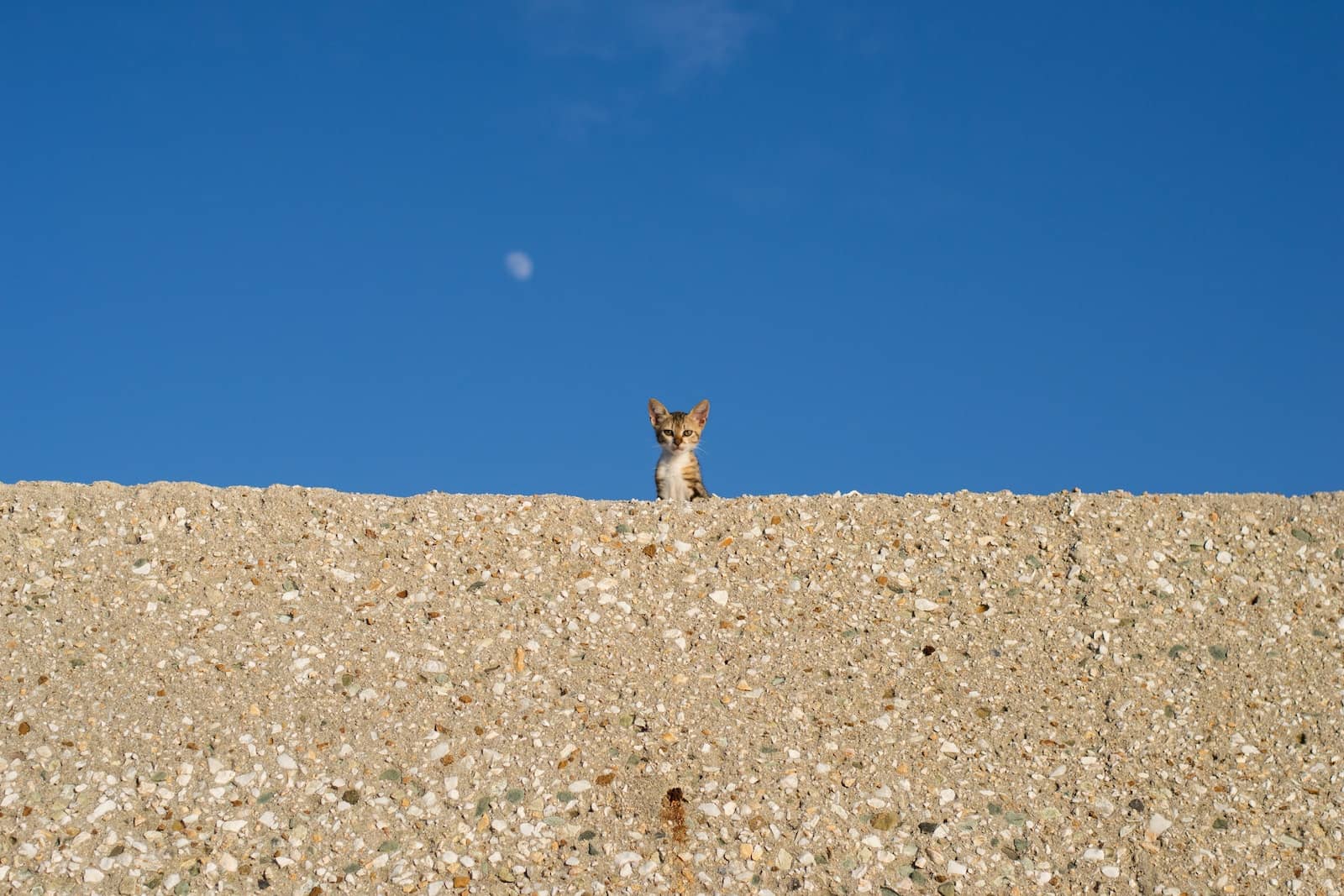 Kitten Standing atop Wall under Blue Sky