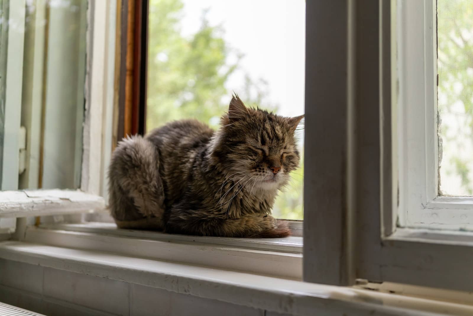 A Cat Sitting in the Window