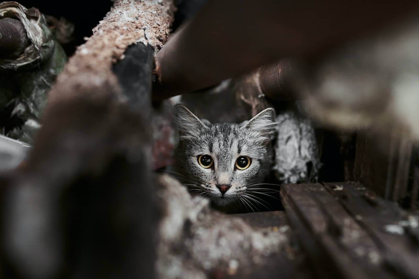 A Tabby Kitten Hiding