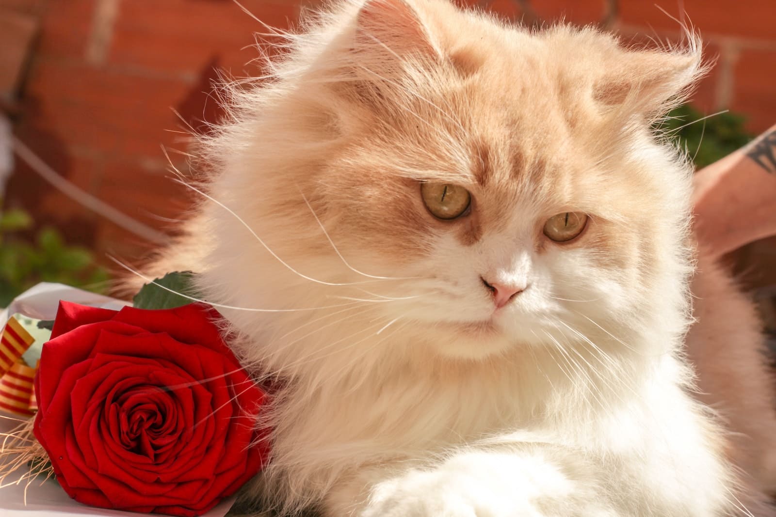 White and Beige Persian Cat Beside Red Rose
