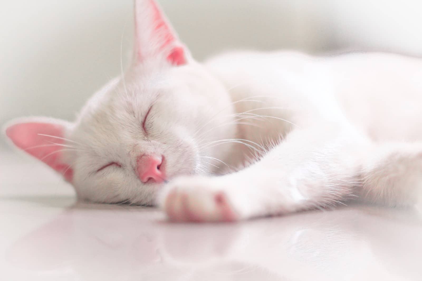 a white cat sleeping on top of a white table