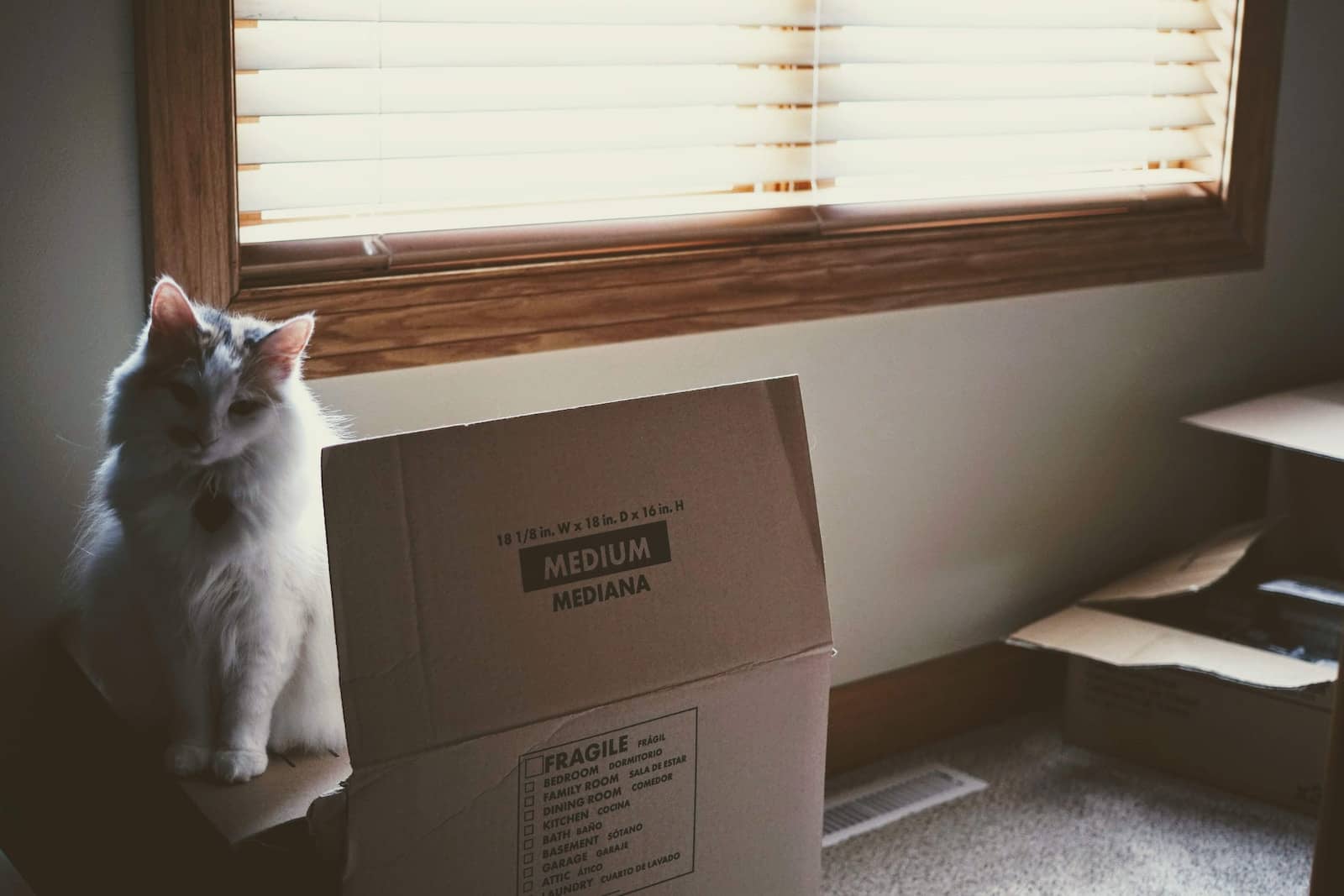 a cat sitting on a box