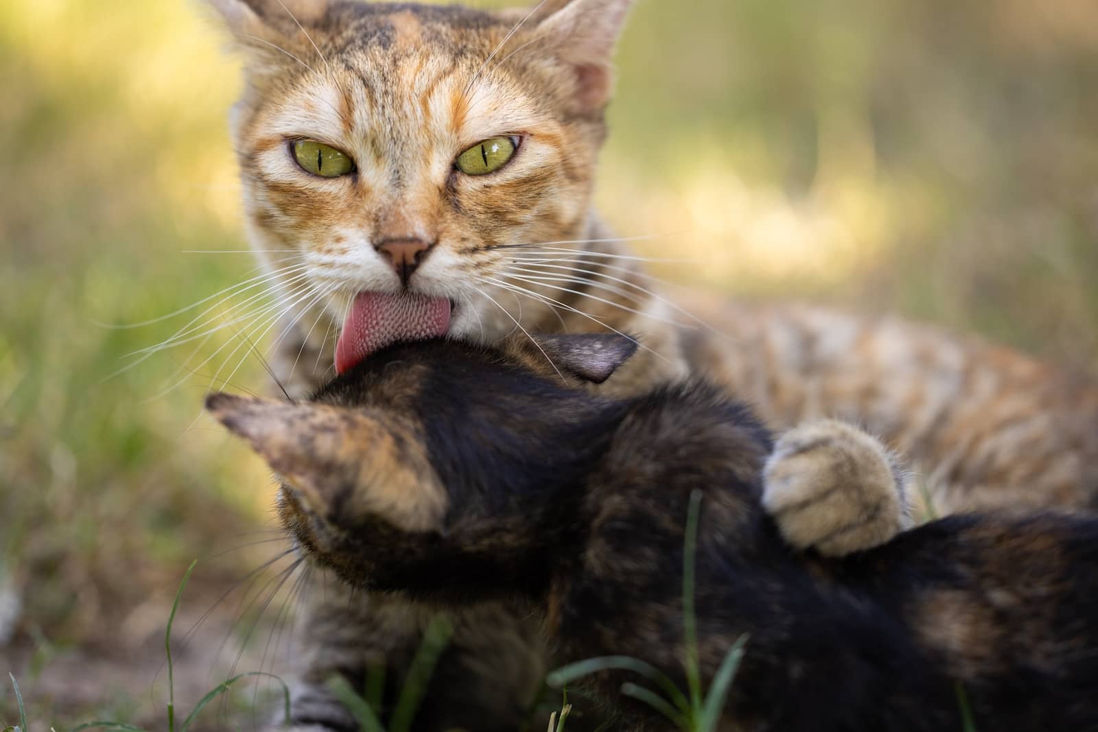a cat licking another cat's tail in the grass