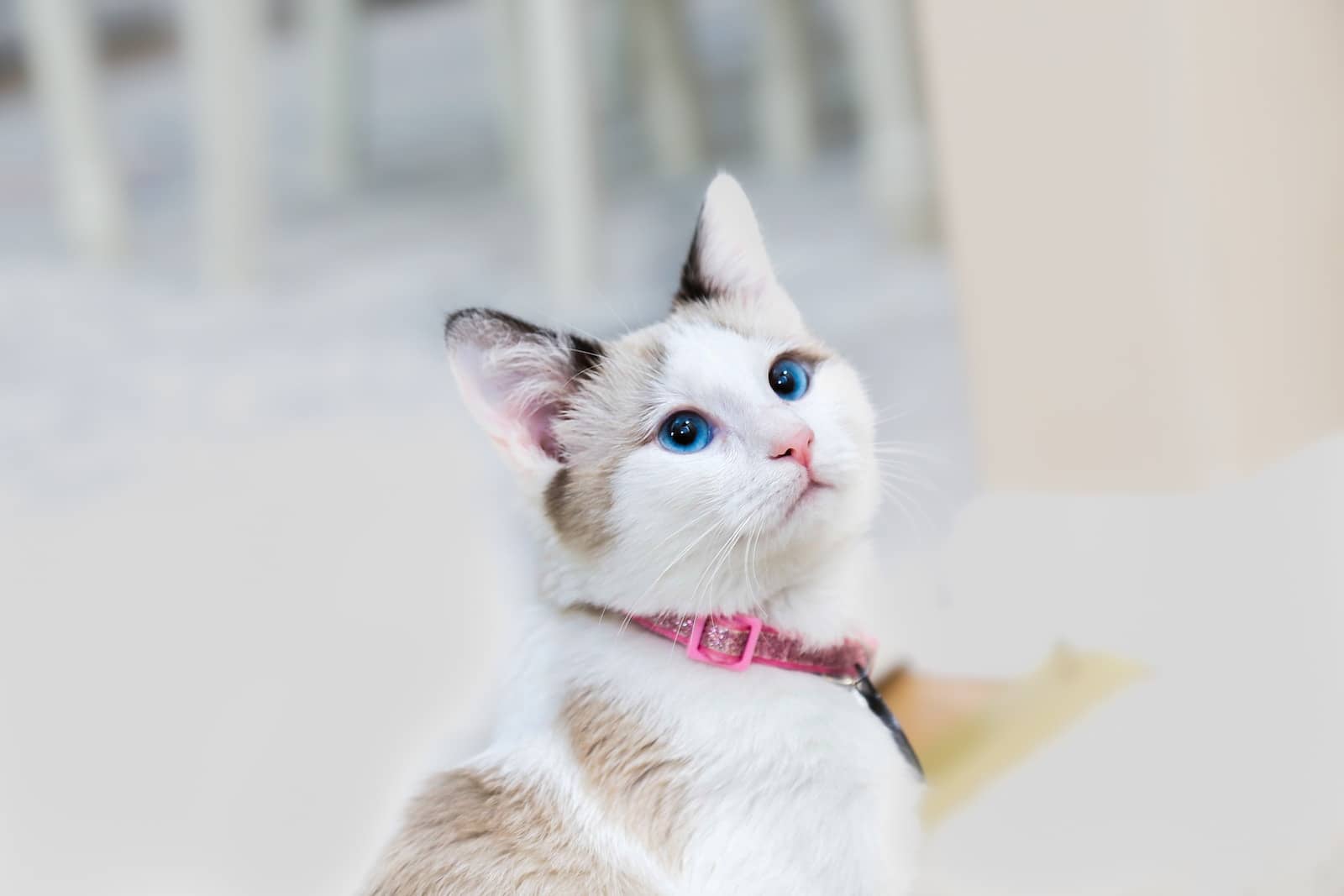 a white and brown cat with blue eyes looking up