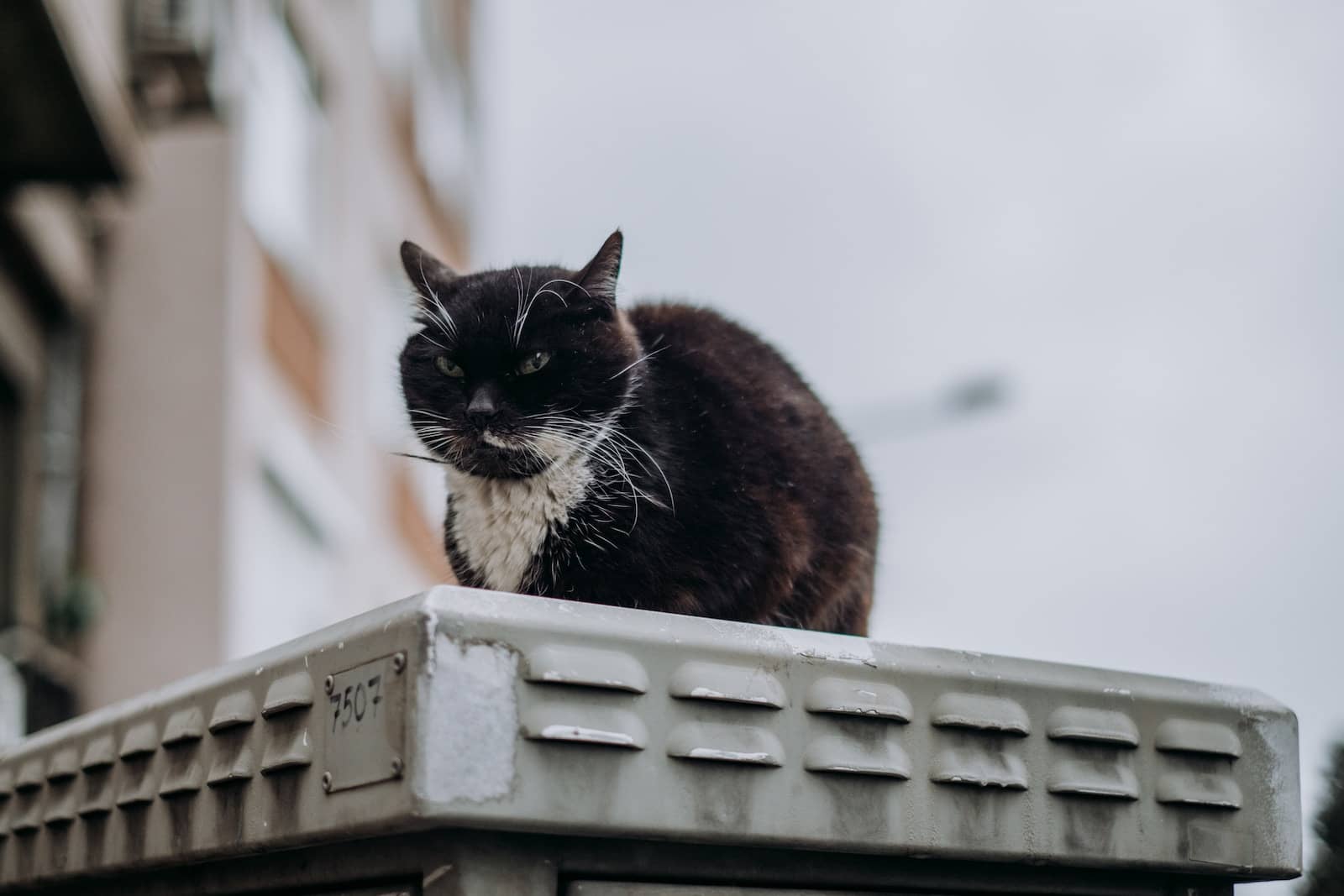 a cat sitting on a fence