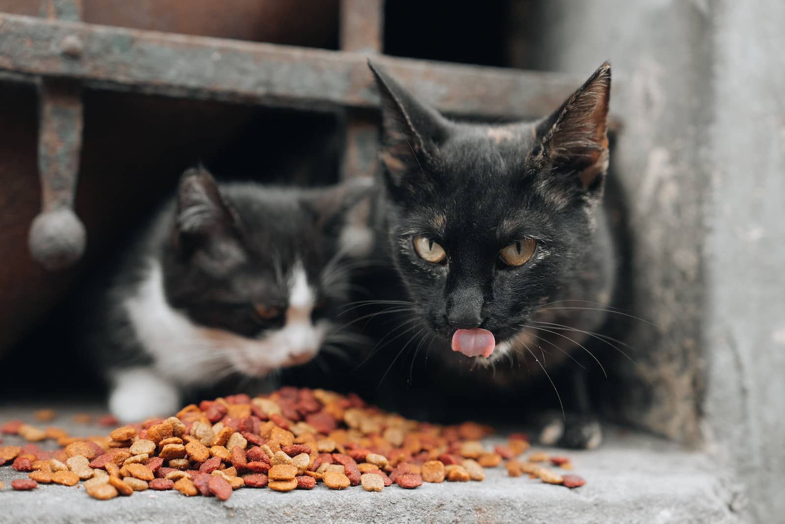 a couple of cats sitting next to a pile of food