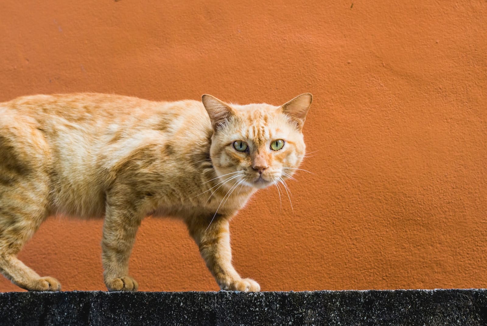 orange tabby cat walking on concrete wall