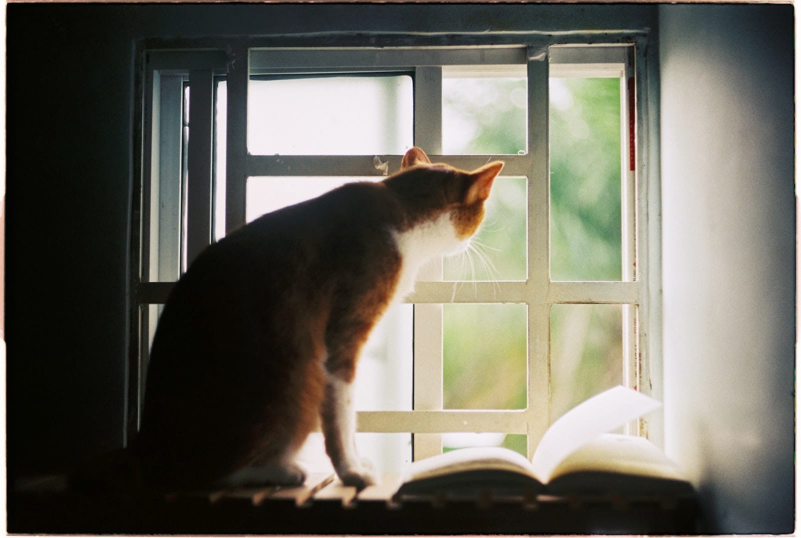 Orange Cat Sitting by the Window