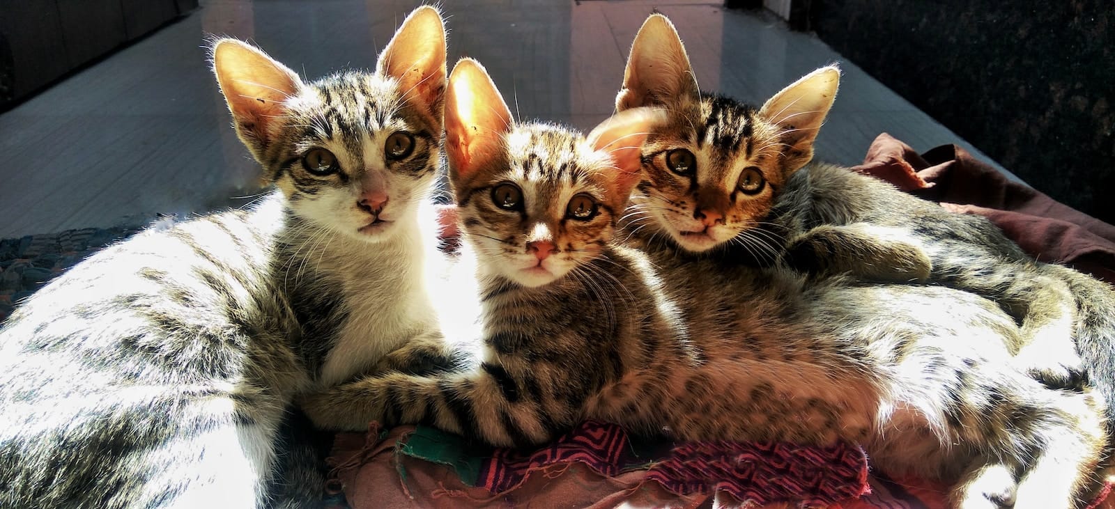 three brown tabby cats