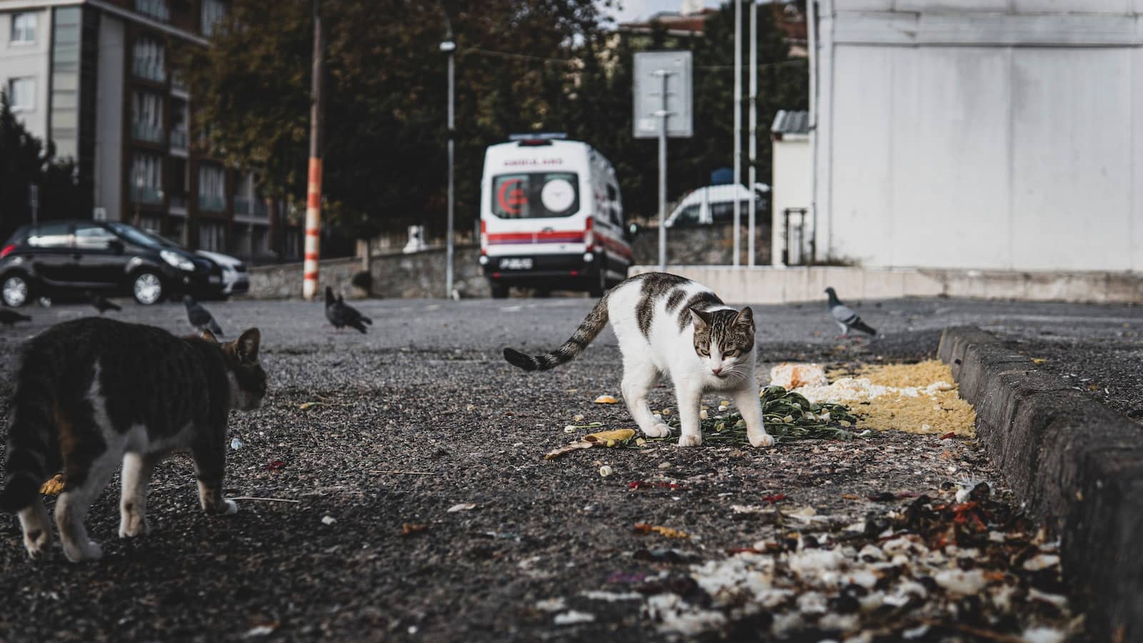 Stray Cats Walking on the Street