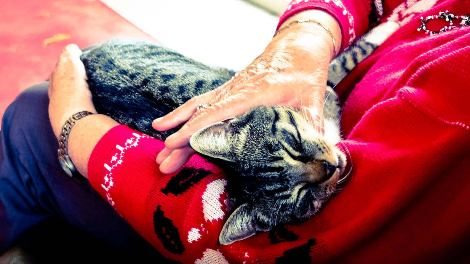 Silver Tabby Cat Sleeping on Person Hand