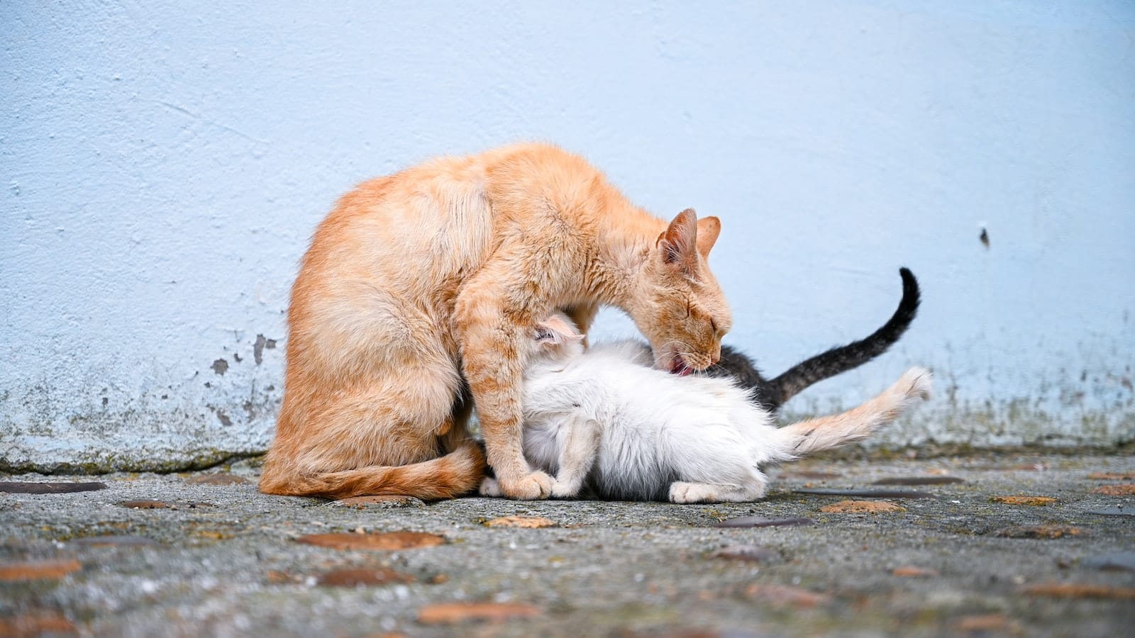 Photo Of A Cat With Kittens