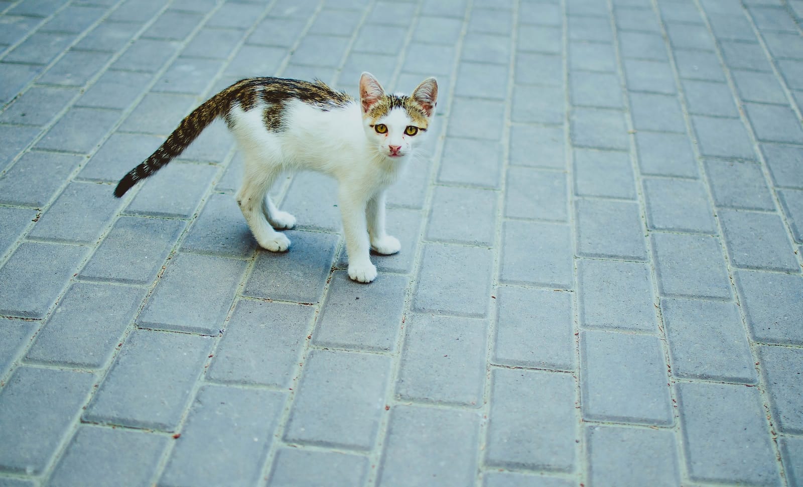 white and brown cat on gray concrete floor