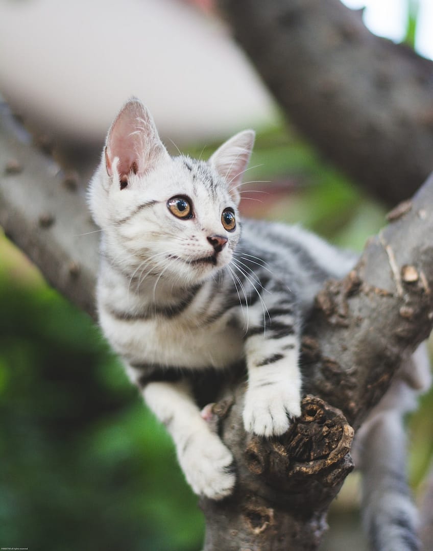 white and black cat on brown tree branch