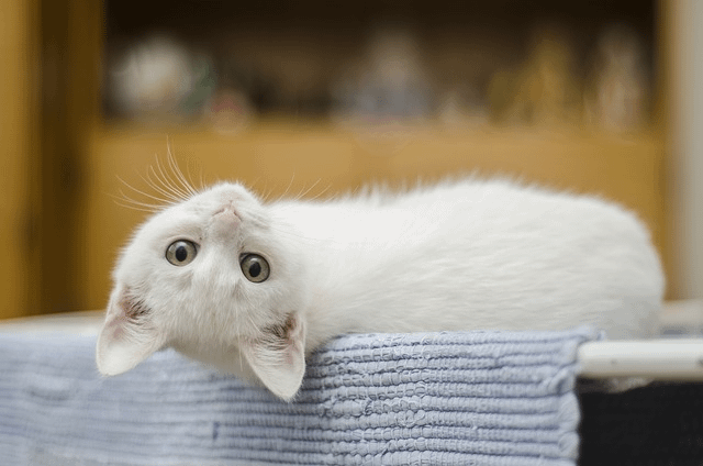 kitten, white, cat, kitten lying on couch upside down